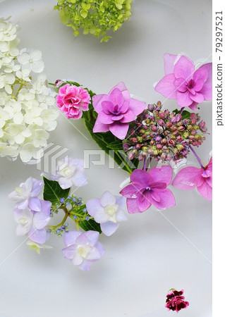 News from summer flowers floating on the water 79297521
