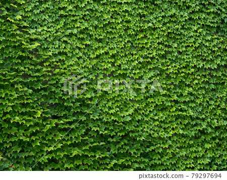 Ivy creeping wall 79297694