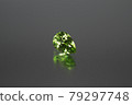 Peridot 79297748