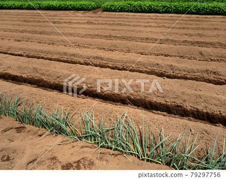 Agricultural land in a residential area Agricultural land in a residential area 79297756