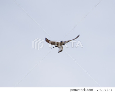 Swallows carrying nesting material 79297785