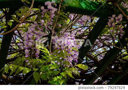 Asukayama Park, Kita-ku, Tokyo Early blooming wisteria Asukayama Park, Kita-ku, Tokyo Early blooming wisteria 79297829