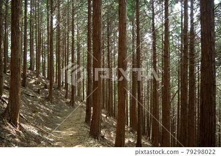 陽光透過雪松森林 陽光透過雪松森林 79298022