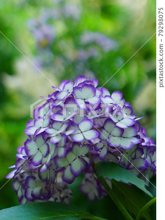 Hydrangea flowers in full bloom in the rainy season Hydrangea flowers in full bloom in the rainy season 79298075