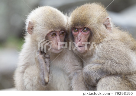 Japanese macaques 79298190