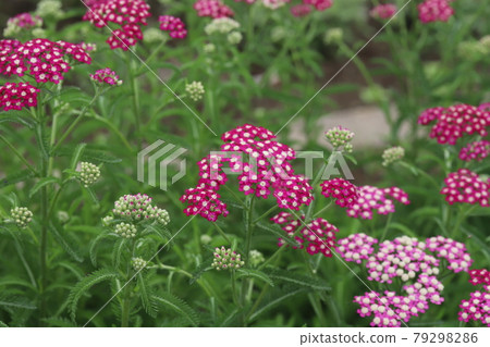 Pink flowers of Achillea millefolium blooming in the park in early summer 79298286
