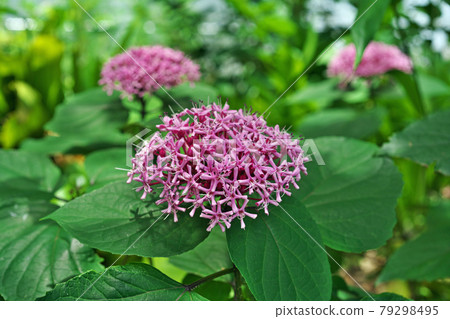 Pink button harlequin flower 79298495