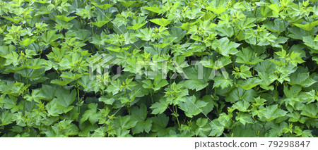 Fresh nettle leaves. Background Plant nettle grows in the ground. 79298847