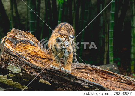 Bamboo and tiger 79298927