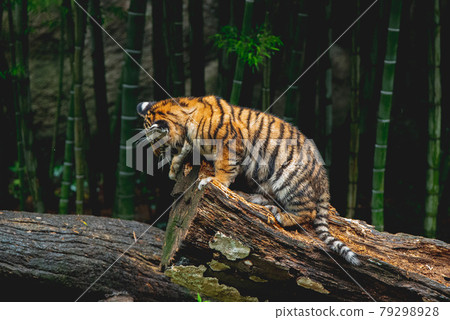 Bamboo and tiger Bamboo and tiger 79298928