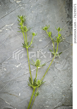 Herb flower natural lifestyle image 79299371