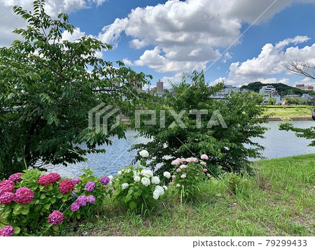 初夏的大戶川(愛知縣岡崎市) 初夏的大戶川(愛知縣岡崎市) 79299433