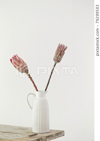 Pink protea flowers Pink protea flowers 79299583