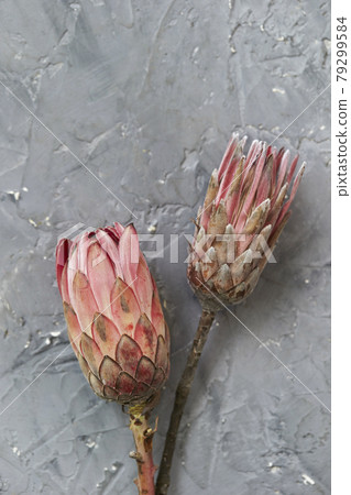 Pink protea flowers Pink protea flowers 79299584