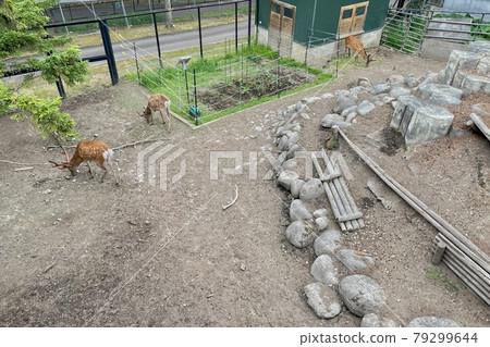 [Asahikawa City, Hokkaido] Asahiyama Zoo / Ezo Deer Forest 79299644