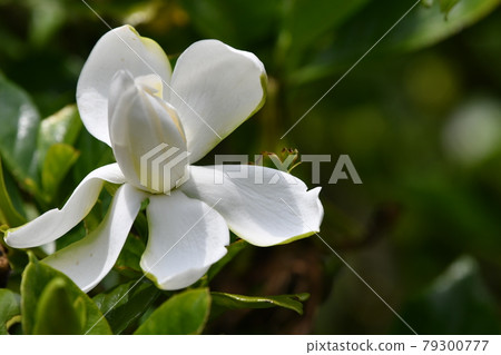Gardenia flower Gardenia flower 79300777