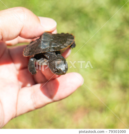 A cheerful turtle caught by a child 79301000
