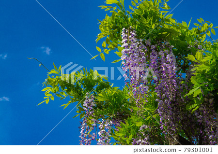 Blue sky and wisteria flowers 79301001