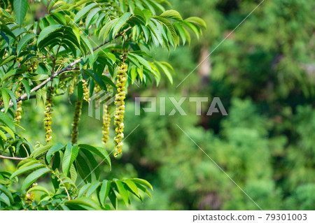 Japanese walnut fruit 79301003