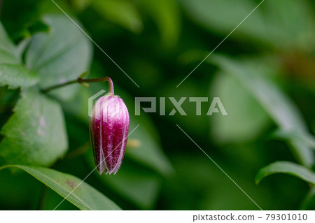 鐵線蓮花 鐵線蓮花 79301010