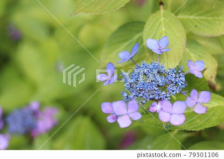 Blue-violet hydrangea Blue-violet hydrangea 79301106