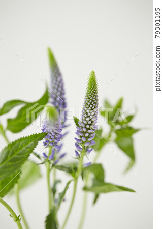 Muscari wildflower Muscari wildflower 79301195