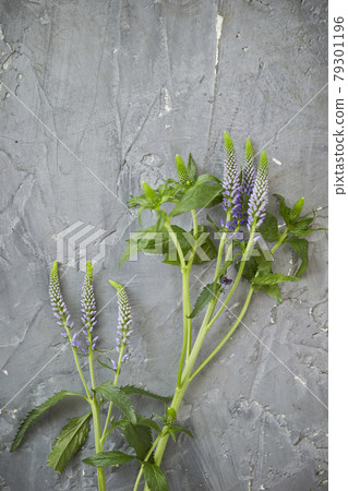 Muscari wildflower 79301196