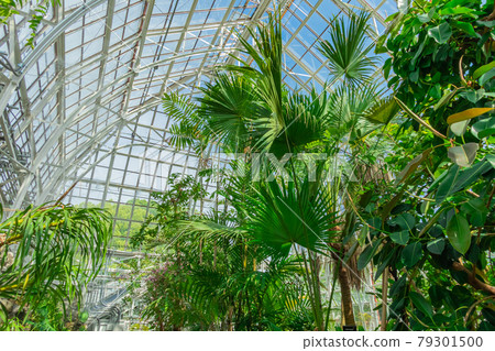 日本最古老的公共溫室東山植物園溫室前大樓<愛知縣名古屋市> 日本最古老的公共溫室東山植物園溫室前大樓<愛知縣名古屋市> 79301500