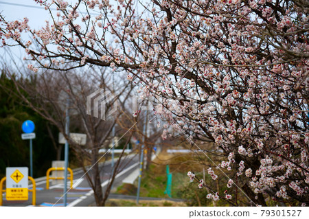 A state of the roadside of the bicycle path using the abandoned railway track A state of the roadside of the bicycle path using the abandoned railway track 79301527