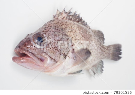 Tanuki rockfish, similar to rockfish but different species, good-tasting fish 79301556