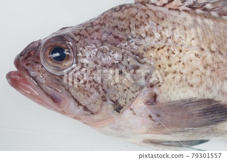 狸花石斑魚 與石斑魚相似 但種類不同 口感極佳的魚 照片素材 圖片 圖庫 狸花石斑魚 與石斑魚相似 但種類不同 口感極佳的魚 照片素材 圖片 圖庫