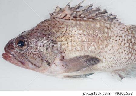 Tanuki rockfish, similar to rockfish but different species, good-tasting fish Tanuki rockfish, similar to rockfish but different species, good-tasting fish 79301558