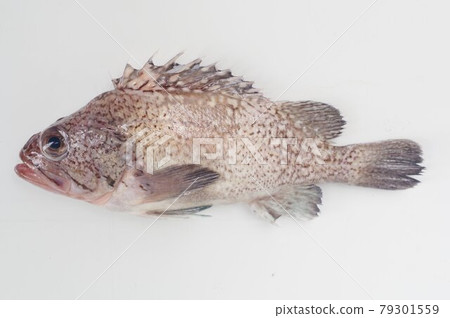 Tanuki rockfish, similar to rockfish but different species, good-tasting fish 79301559