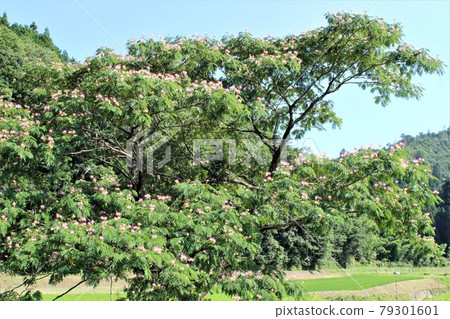 一棵大絲綢樹上有許多粉紅色的花朵 79301601
