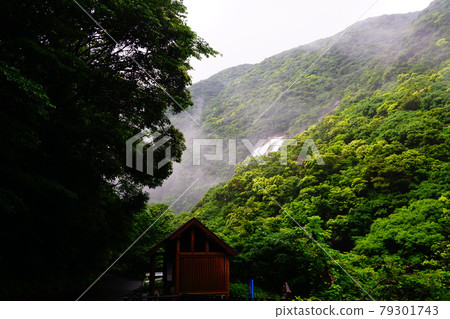 屋久島,遠眺被雨水淹沒的大川瀑布 屋久島,遠眺被雨水淹沒的大川瀑布 79301743