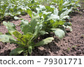 Crown daisies grown in the vegetable garden 79301771
