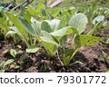 Green leaves grown in the vegetable garden 79301772