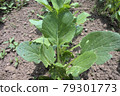 Green leaves made in the vegetable garden 79301773