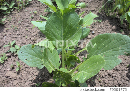 Green leaves made in the vegetable garden 79301773