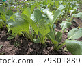 Green leaves grown in the vegetable garden 79301889