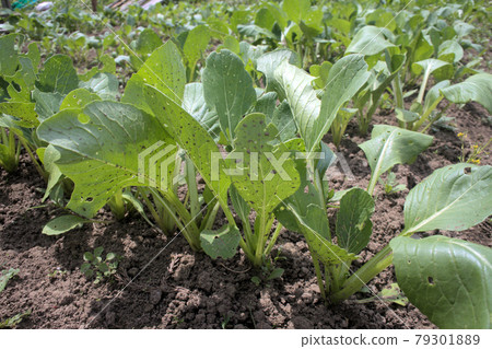 Green leaves grown in the vegetable garden 79301889