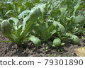 Crown daisies grown in the vegetable garden 79301890