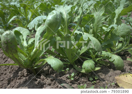 Crown daisies grown in the vegetable garden Crown daisies grown in the vegetable garden 79301890