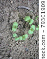 Where the perilla sprouted 79301909