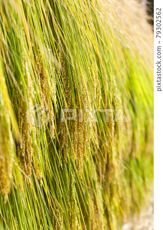 Rice hanging Rice hanging 79302562