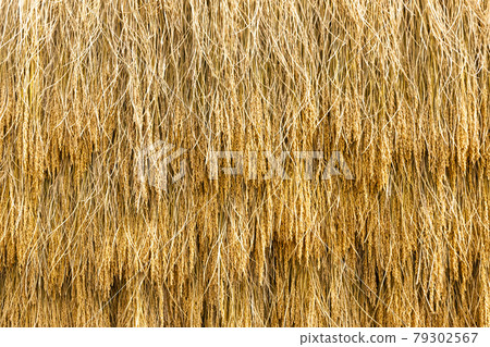 Rice hanging Rice hanging 79302567
