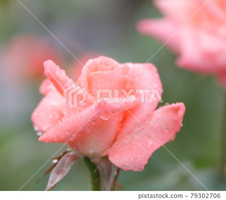 Roses Roses 79302706