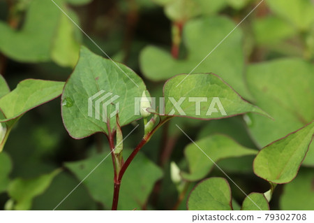 Buds and leaves of Houttuynia cordata Buds and leaves of Houttuynia cordata 79302708