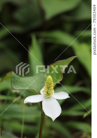 Houttuynia cordata flower Houttuynia cordata flower 79303404