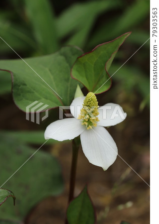Houttuynia cordata flower Houttuynia cordata flower 79303563